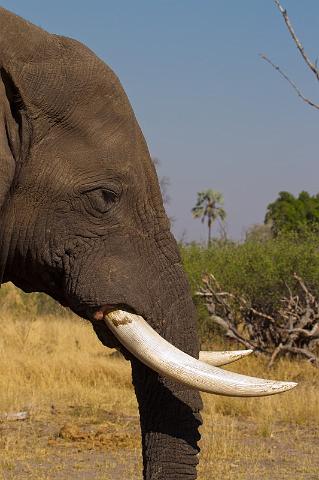 249 Linyanti, olifant.jpg